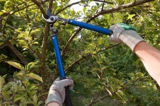 Man trimming trees with a by-pass lopper.
