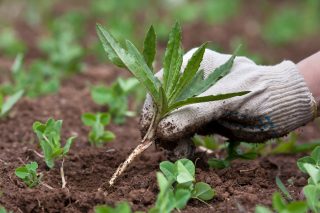 Hand covered glove removing weeds from a garden bed.