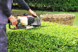 Man using a petrol hedge trimmer