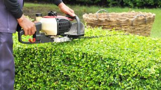 A man using a petrol hedge trimmer.