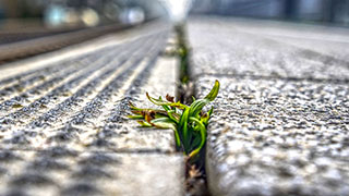 A close-up image of a small weed growing through the joint of a path.