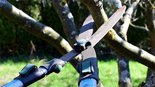 Using shears to remove a branch.